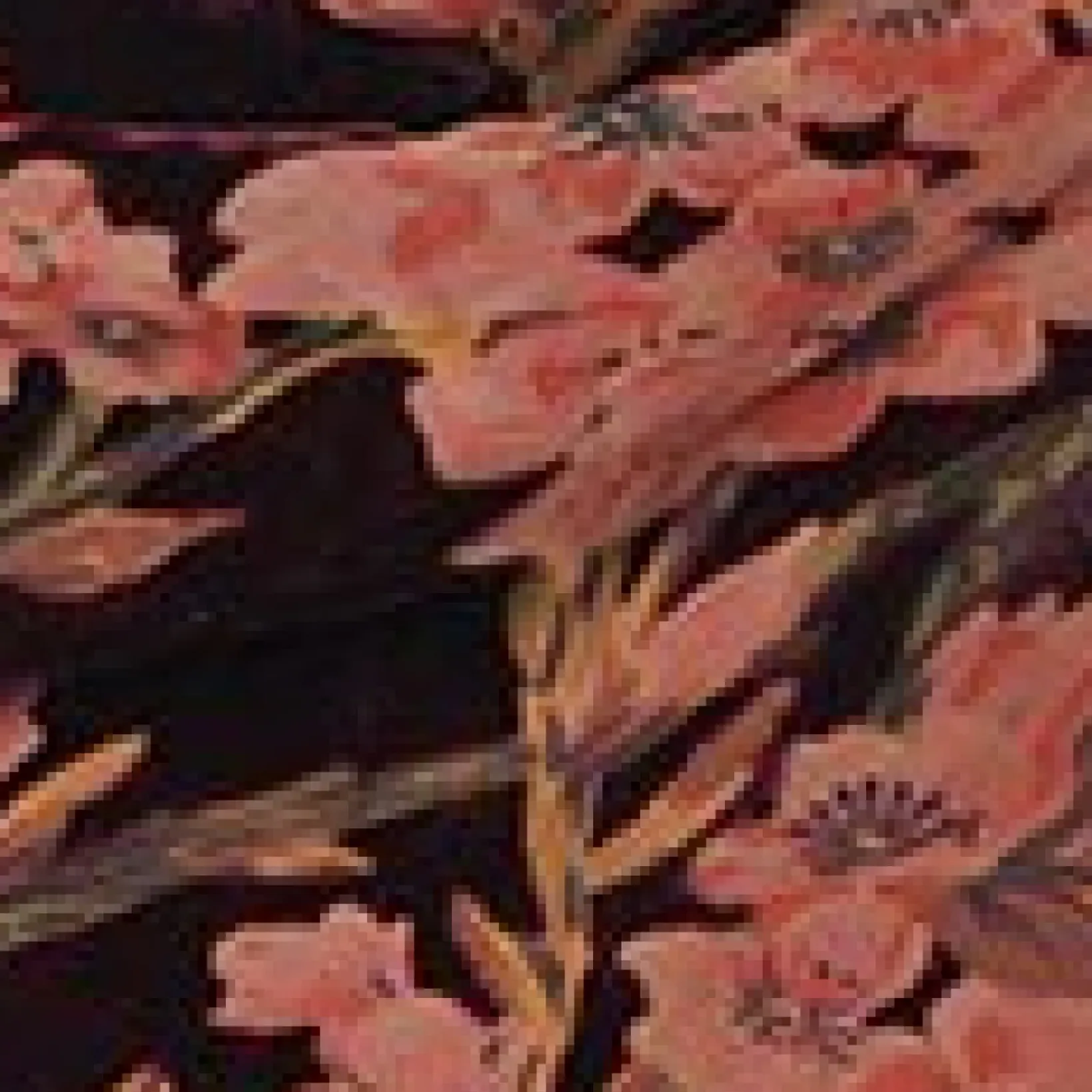 Unique Vintage Everyday Dresses|Special Occasion>1920s Burgundy Velvet Floral Burnout Hemingway Flapper Dress